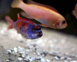 Labeotropheus trewavasae 'Thumbi West'